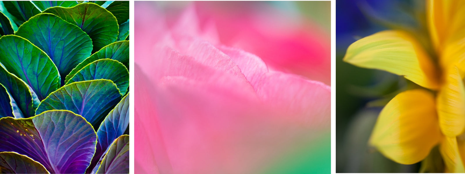 Christi Kraft Photography/ Shop florals for a colorful classic