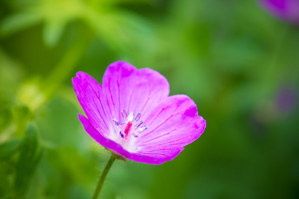 At the Heart of the Matter - Limited Release Art Print