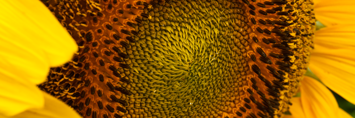 Colorful, photograph from Christ Kraft Photography of sunflower