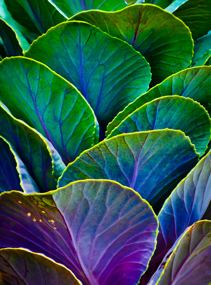 Colors of the Cabbage Patch fine art prints