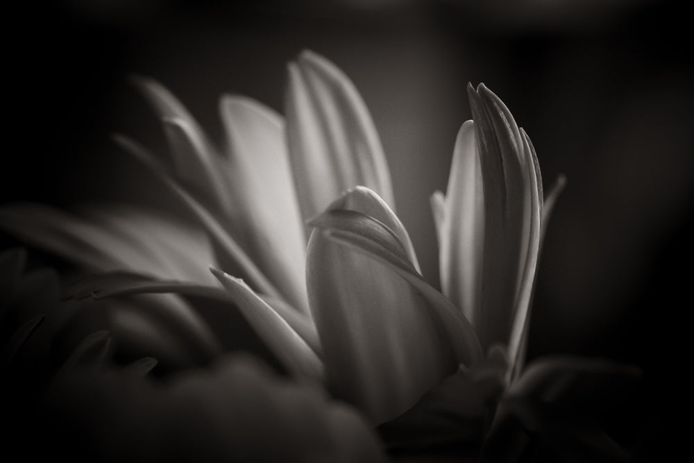 Content To Be With You - Limited Release Art Print