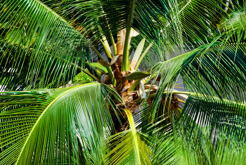 Fronds and Center fine art prints