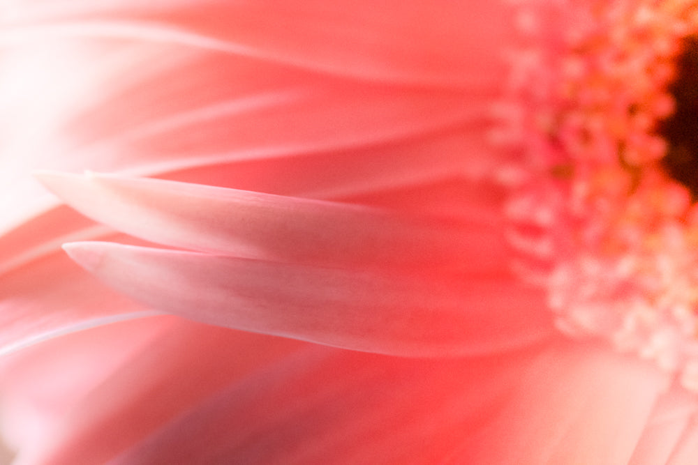 Kiss of Color - Limited Release Art Print