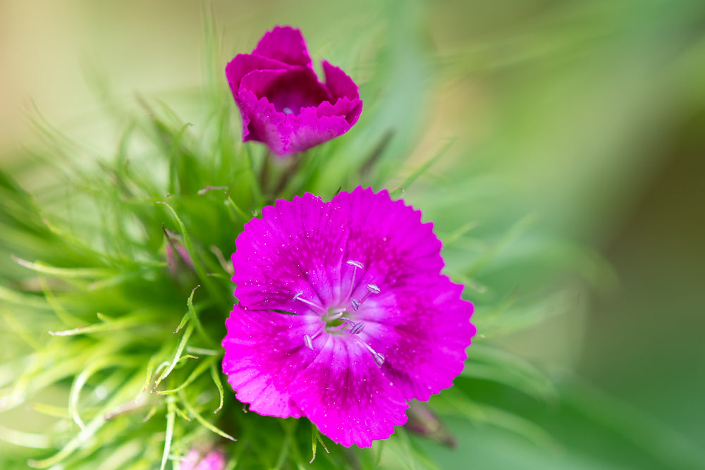 Lovely and Luminous - Limited Release Art Print