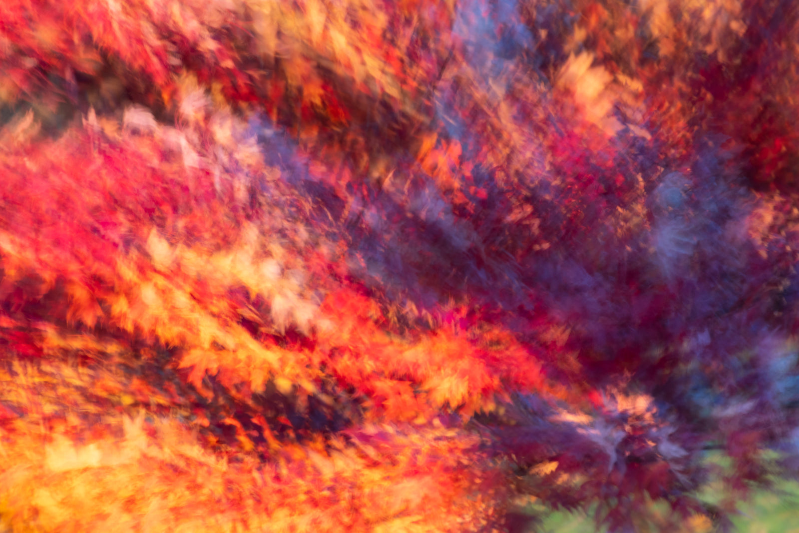 Maple Rainbow - Limited Release Art Print