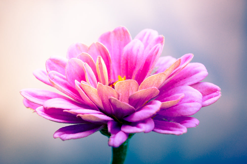 Petals Aplenty - Limited Release Art Print