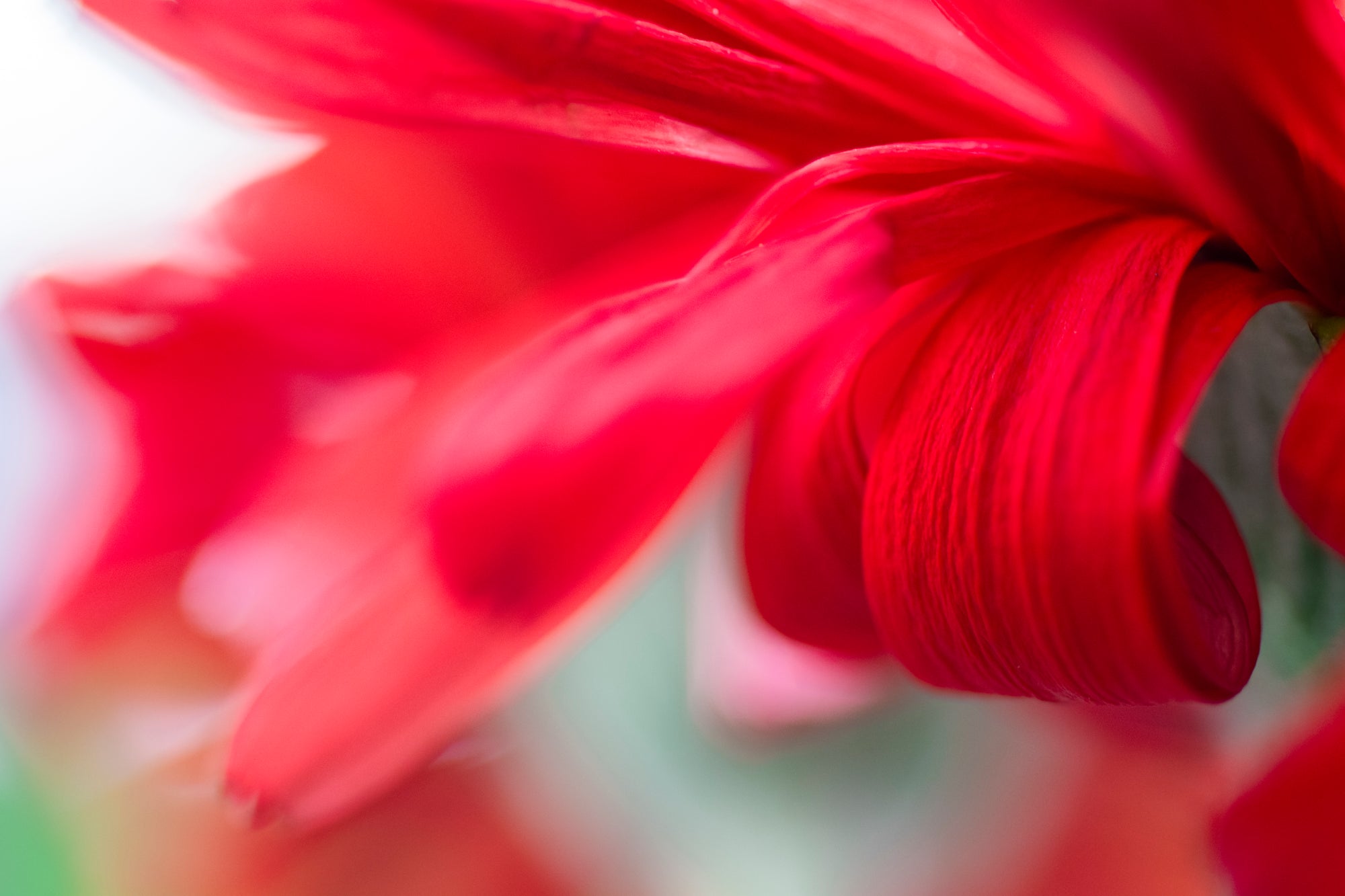 Red Ribbon of Curl - Limited Release Art Print