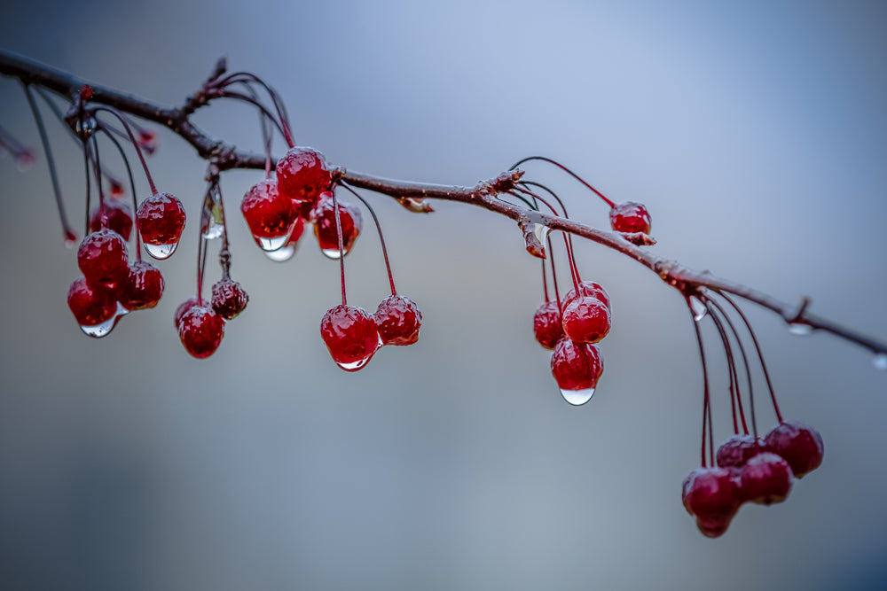 To Forage In Winter - Limited Release Art Print