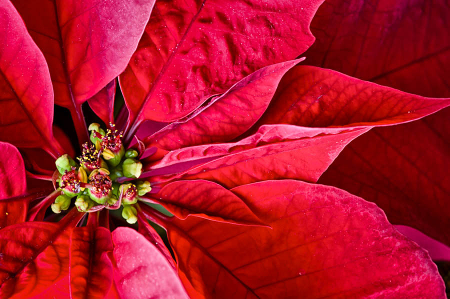 Christmas Traditions greeting card bundle - Christi Kraft - fine art photography for home decor