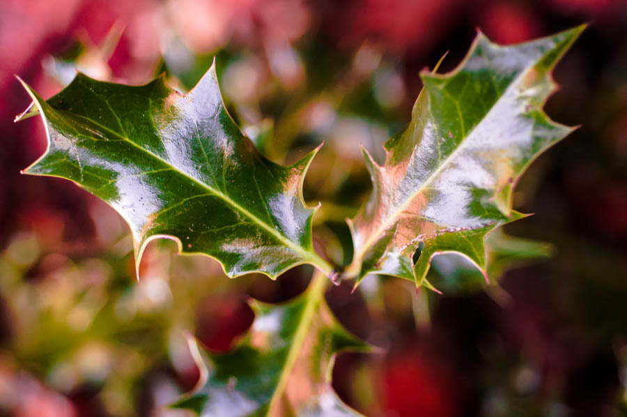 Christmas Traditions greeting card bundle - Christi Kraft - fine art photography for home decor