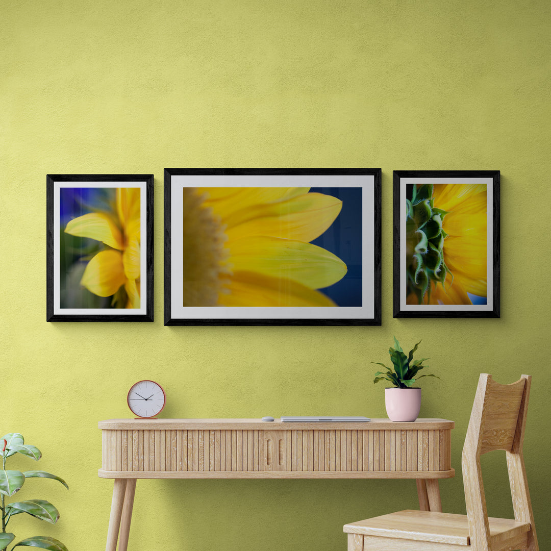 Sunny Sunflowers bundle - Christi Kraft - fine art photography for home decor